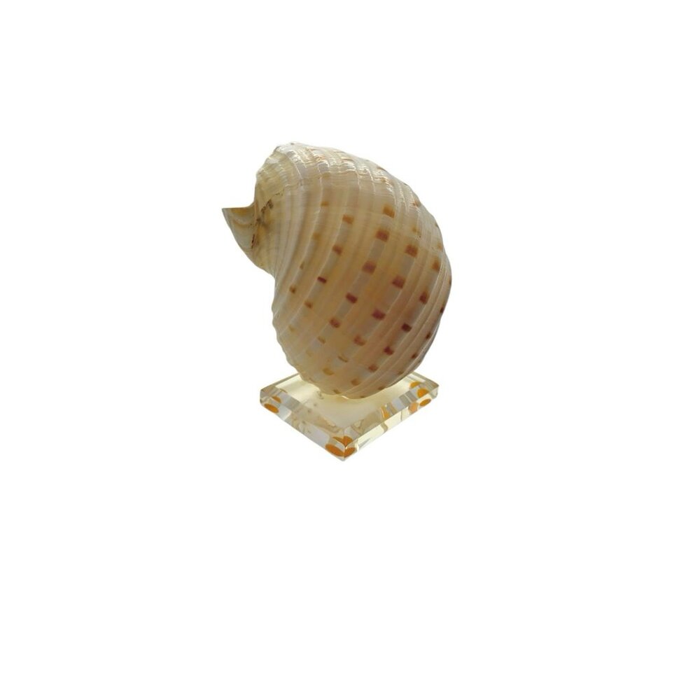 Seashell on Acrylic Base Natural Vintage Coastal Beach House Decor